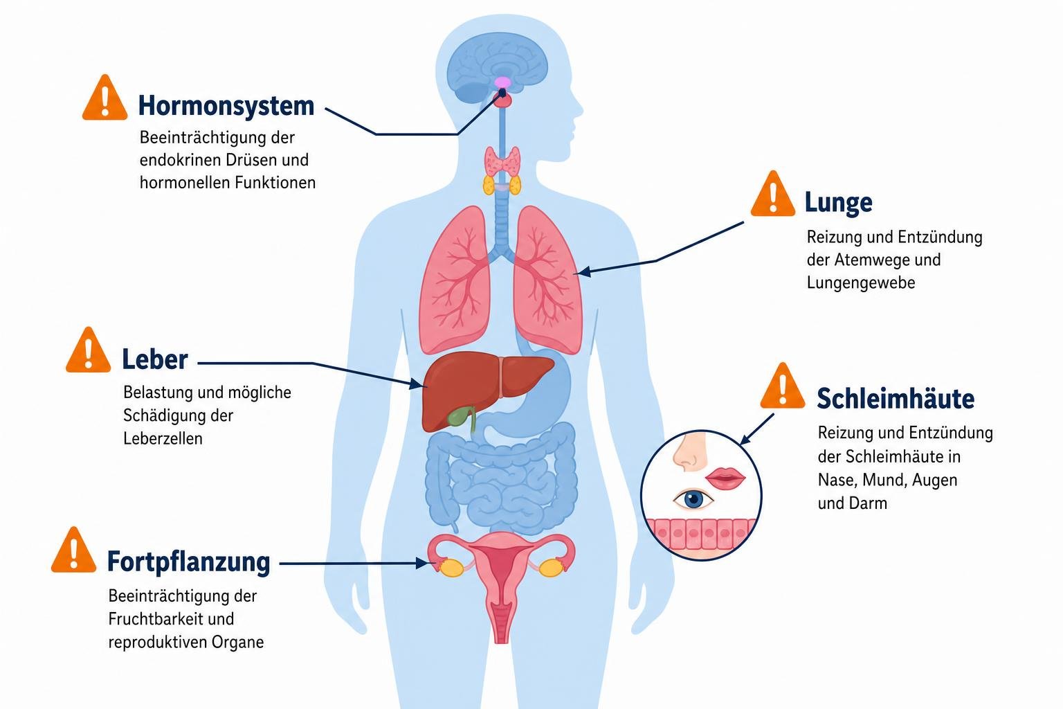 Illustration eines menschlichen Körpers mit hervorgehobenen Organen und Hautstellen; Bannerwarnsymbole neben Hormonhaushalt, Lunge, Leber, Fortpflanzung und Schleimhäuten, mit Fokus auf Risiken durch Weichmacher. Bezug zum keyword: welche weichmacher sind in sextoys.
