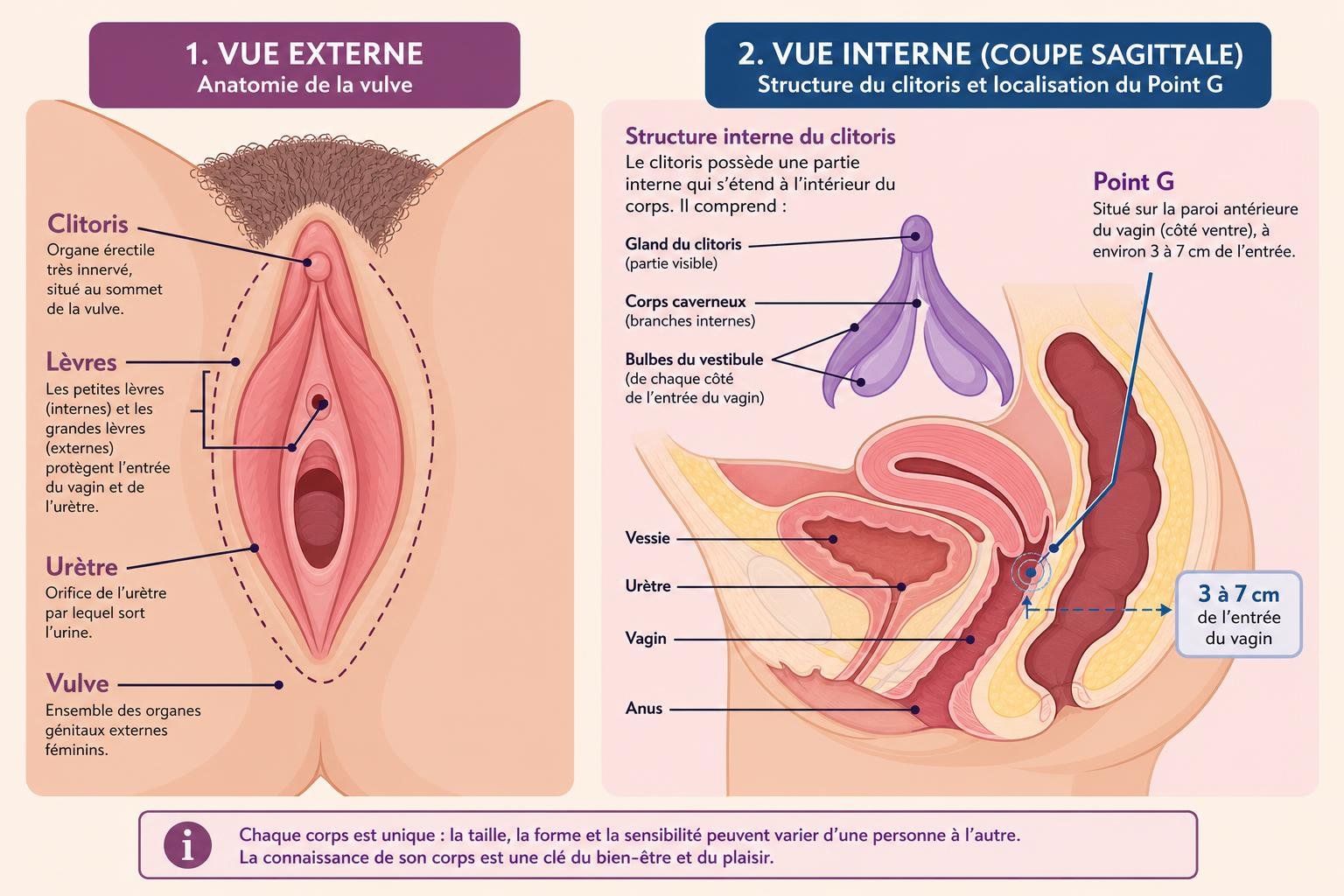 Schéma anatomique des organes génitaux féminins et des structures internes et externes du clitoris, des lèvres, urètre, vulve et vagin, avec annotations. Techniques de stimulation intime et localisation du point G dans la coupe sagittale.
