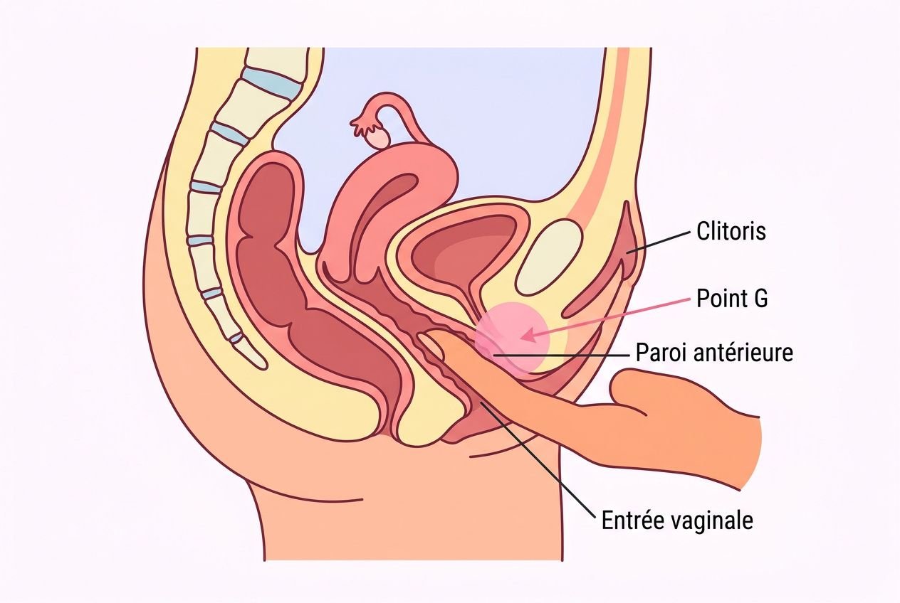 Schéma illustrant l’intérieur du vagin et du point G, avec doigt en stimulation et repères anatomiques: clitoris, paroi antérieure et entrée vaginale.